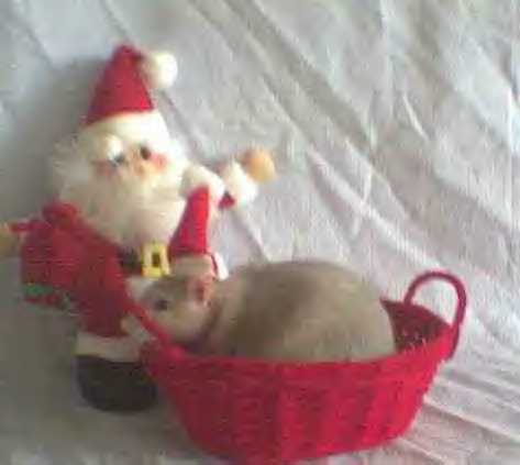 Beluga in Christmas basket