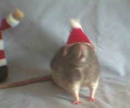 Carlos wearing Santa's Hat