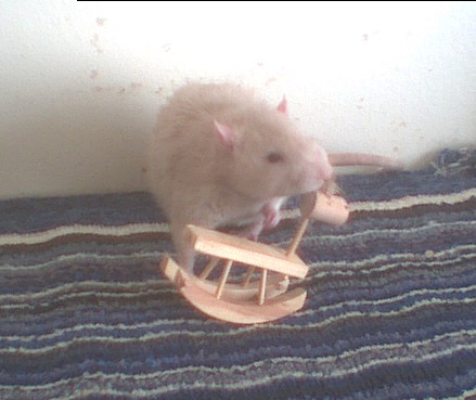 Arazi chewing on wood toy