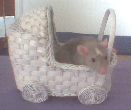 Starine in baby carriage