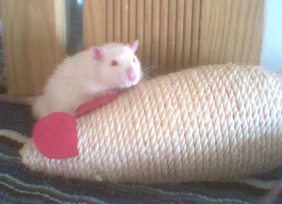 Rubiano playing on sisal mouse
