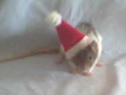 Ruthie wearing Santa Hat
